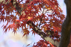 紅葉を撮ったら鳥が写ってたと言う設定で。