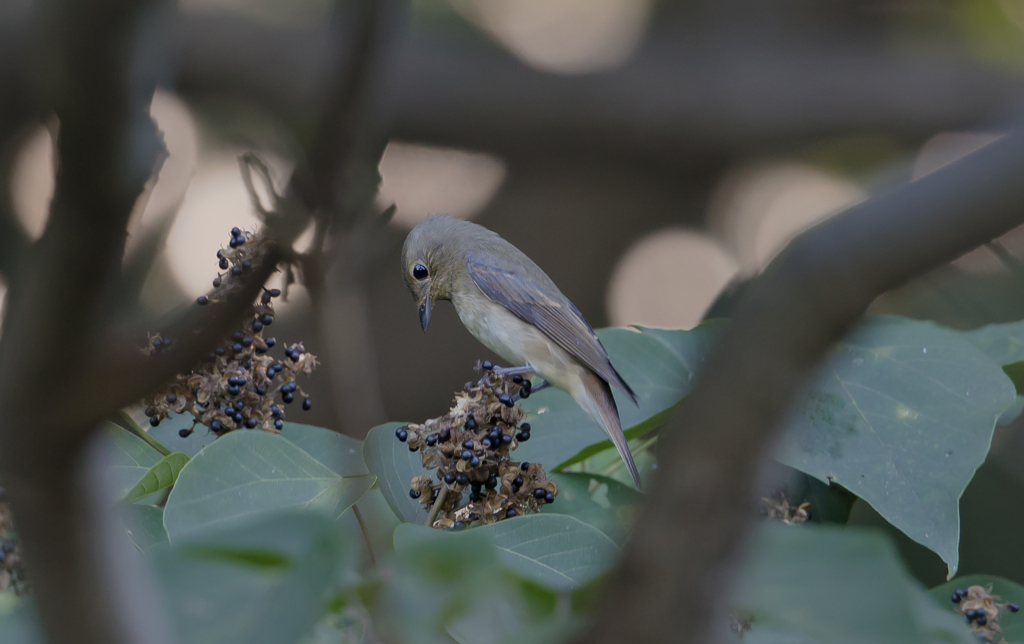 今日の野鳥　キビ子ちゃん登場！！