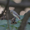 今日の野鳥　キビ子ちゃん登場！！