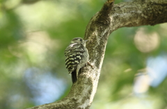 今日の野鳥　　怯えないで！！