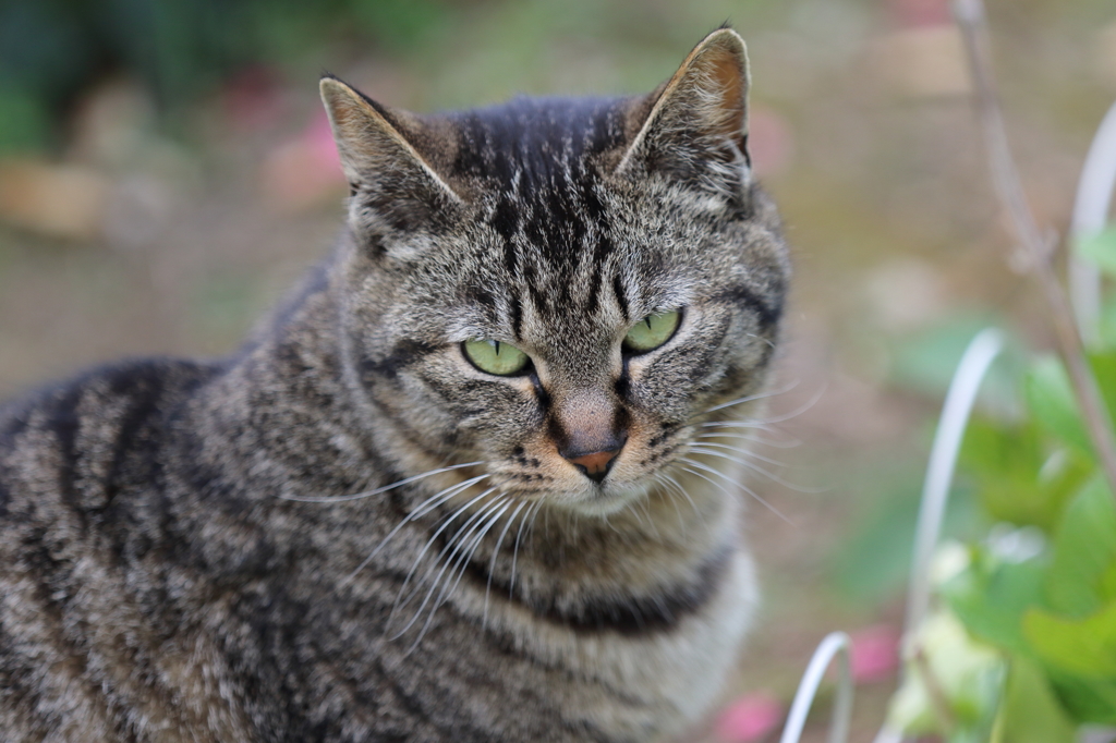 我が家のノラ猫