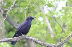 カラスも野鳥です