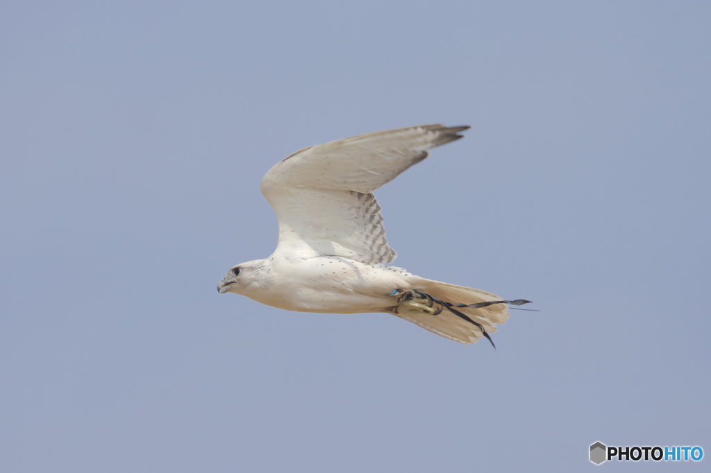 フライトフェスタ　2016