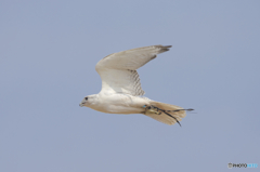 フライトフェスタ　2016