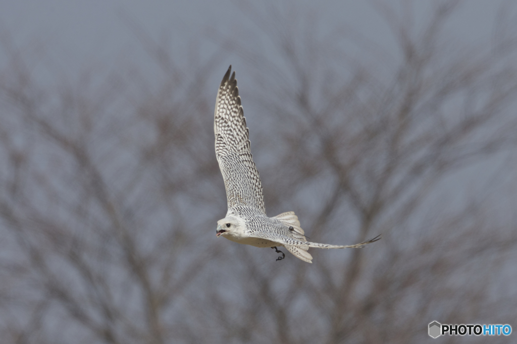 フライトフェスタ　2016