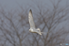 フライトフェスタ　2016