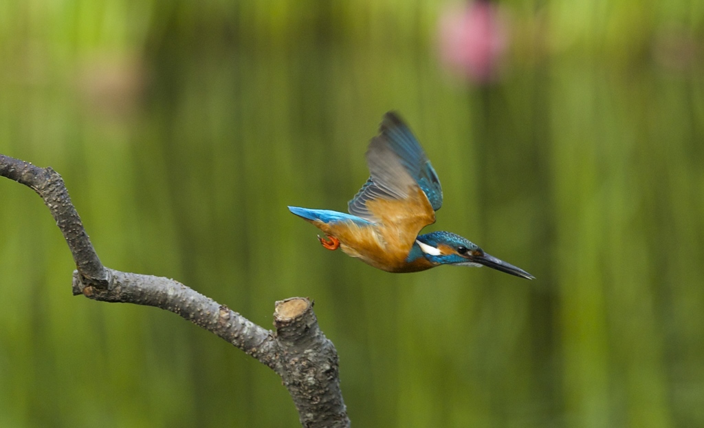 飛んで行きます