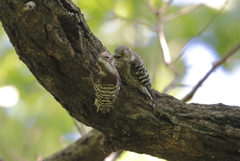 今日の野鳥　初めての兄弟ケンカ？