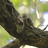 今日の野鳥　初めての兄弟ケンカ？