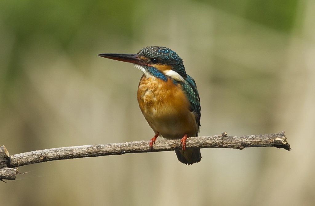 水も滴るイイ女