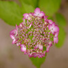 花火か?