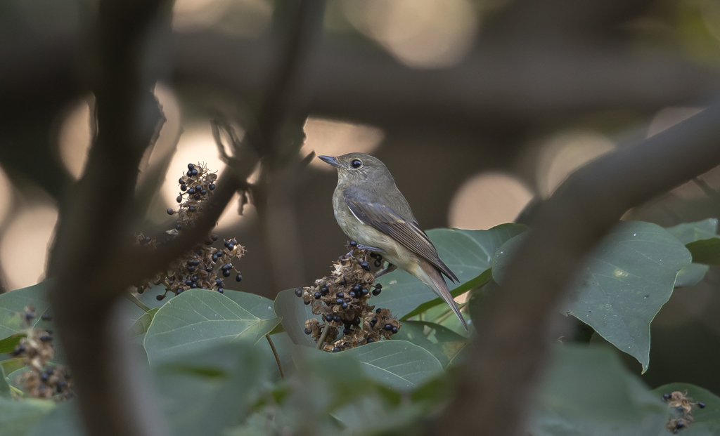 今日の野鳥　キビ子ちゃん登場！！！