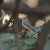 今日の野鳥　キビ子ちゃん登場！！！