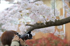 桜と娘。