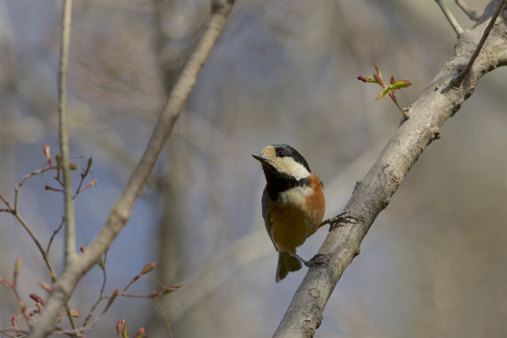 今日の野鳥　　新芽とヤマガラ