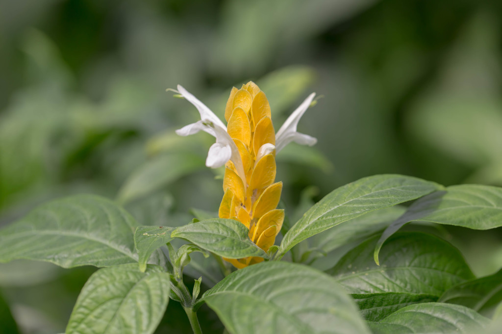 温室の花
