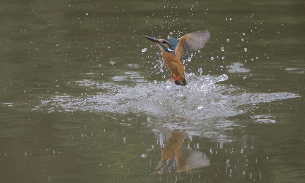今日のカワセミ　飛び込み