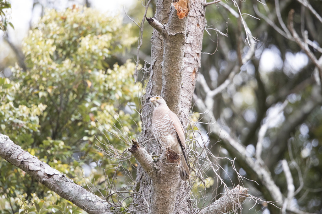 フォトショデビューする　ビフォー画像