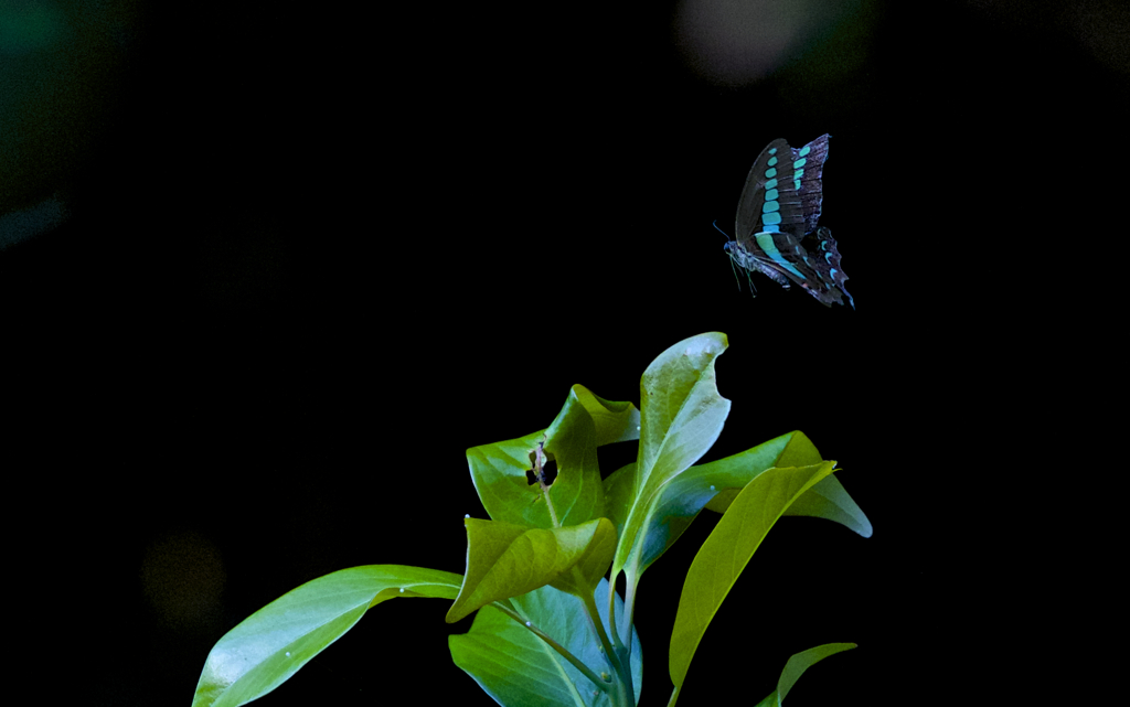 ヒラヒラ彷徨う