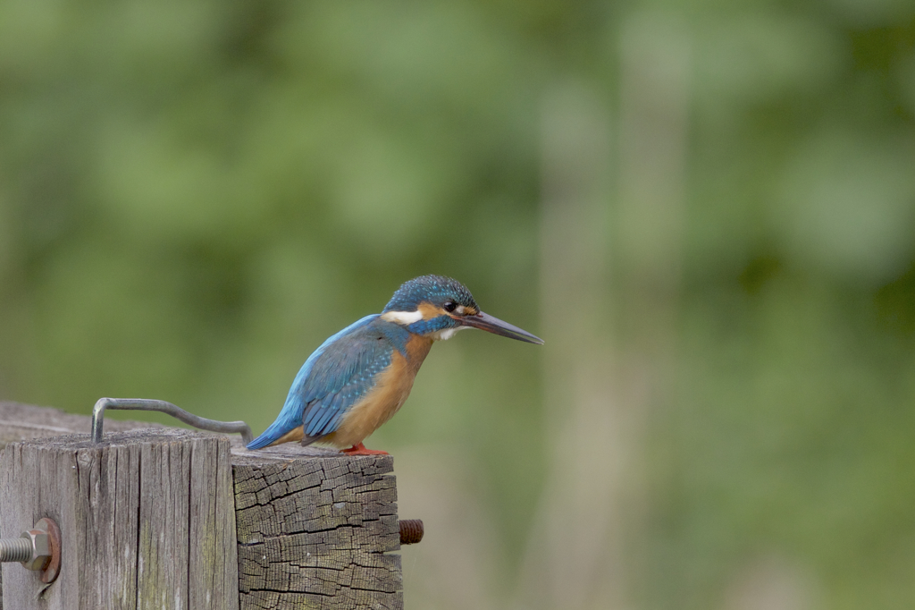 今日のカワセミ　　ん！？