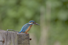 今日のカワセミ　　ん！？