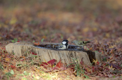 どけと言ってみた。