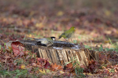 どけと言ってみた　シジュウカラver
