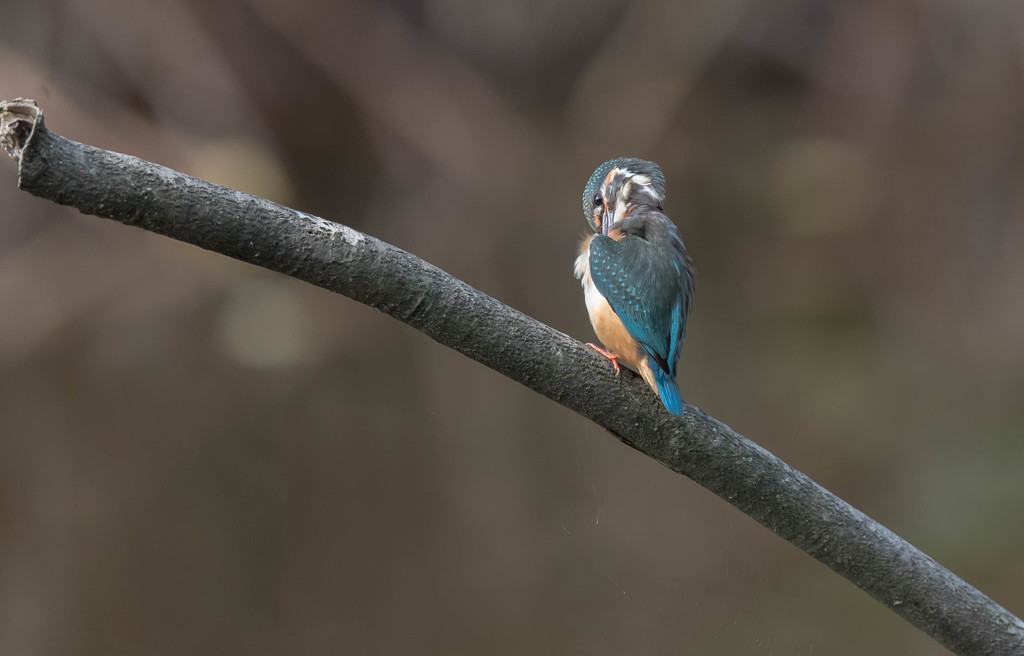 カワセミ　チラリズム編