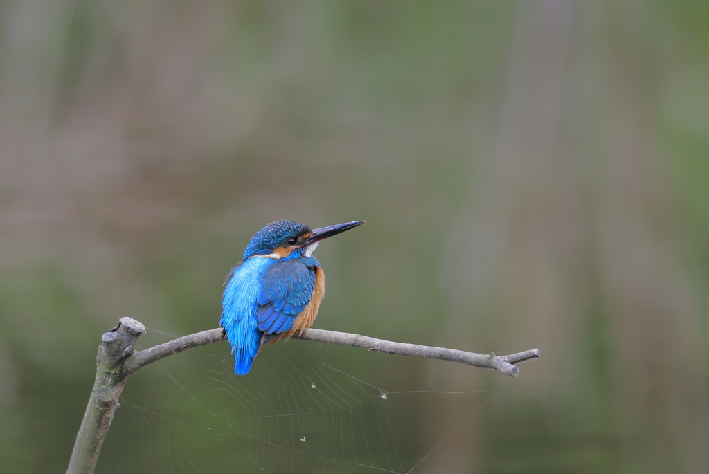 今日のカワセミ　　待ち人来らず、、、、、、、