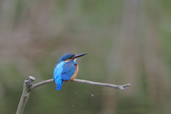 今日のカワセミ　　待ち人来らず、、、、、、、