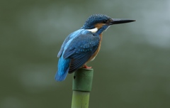 少し細い棒で、、、