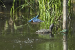 目標はカメと同じ