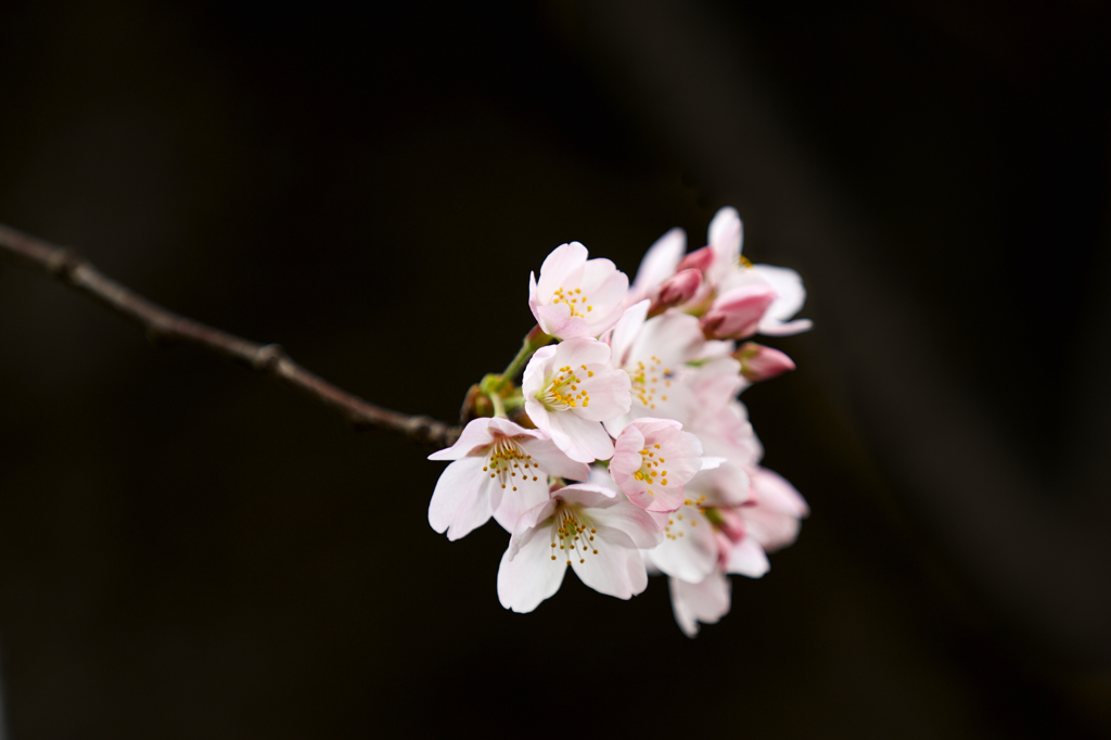 桜