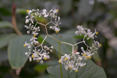 温室の花