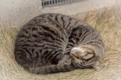 幸せすぎる芝生のネゴココチ。