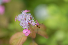 紫陽花に蜂が来る