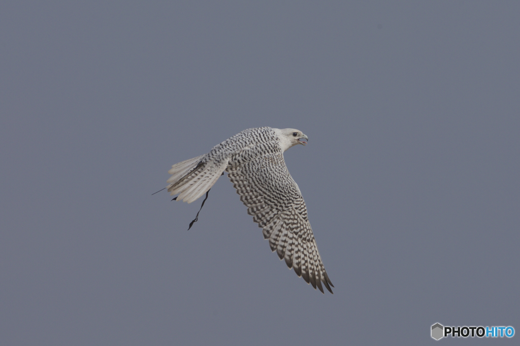 フライトフェスタ　2016