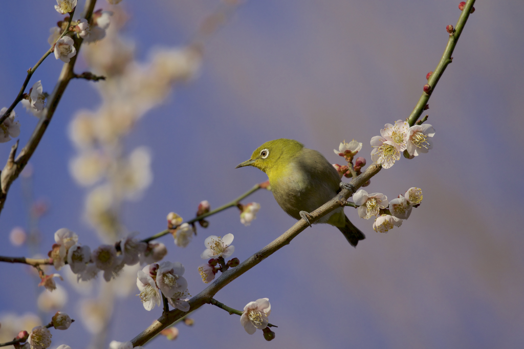 ウハウハなウメジロ〜