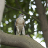 胸なんか鳩っぽいですけど猛禽です、、ツミ夫って言います。