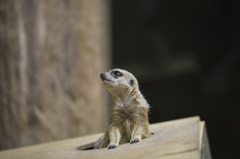 明日、晴れるかな、、、