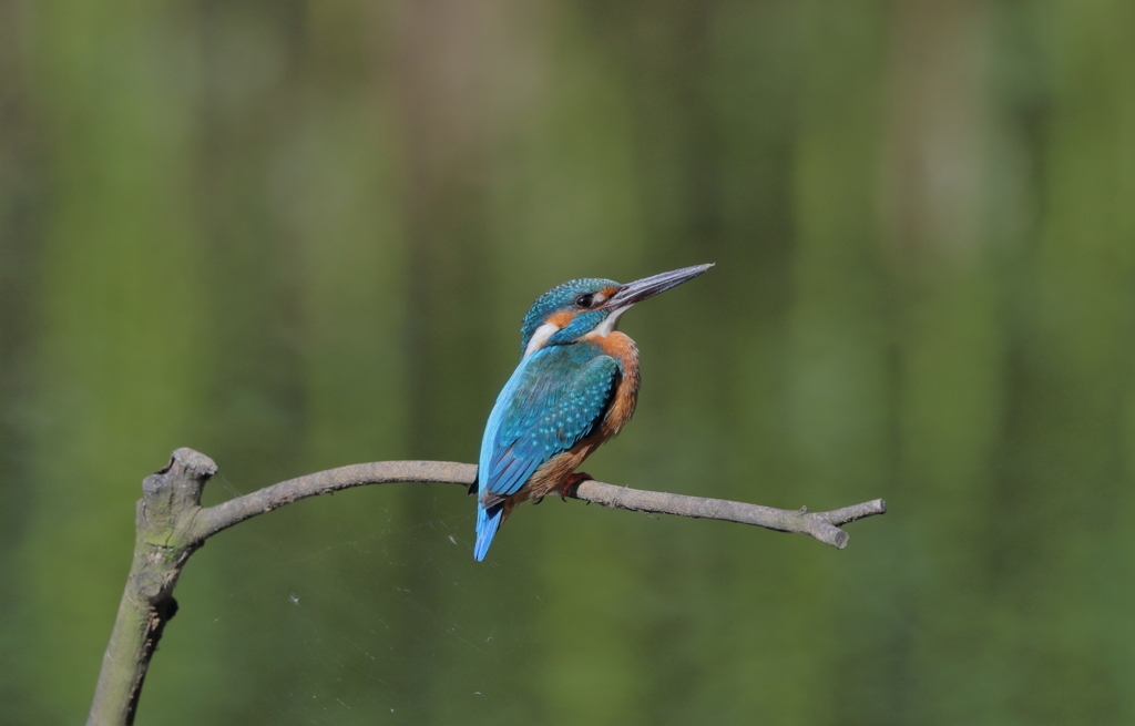 今日のカワセミ　俺は漢と胸を張る！