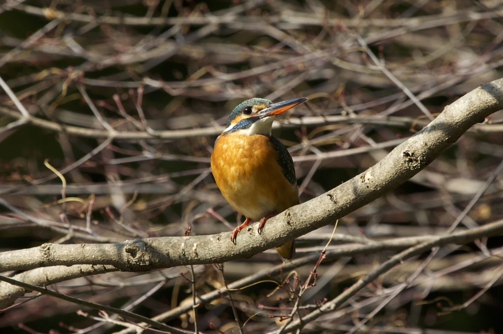 ごめんね鳩胸で!
