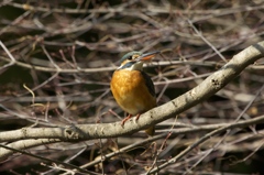 ごめんね鳩胸で!