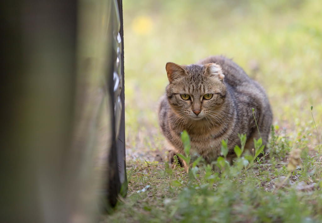 耳を失くした可哀想な猫。