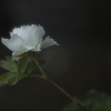 バラ