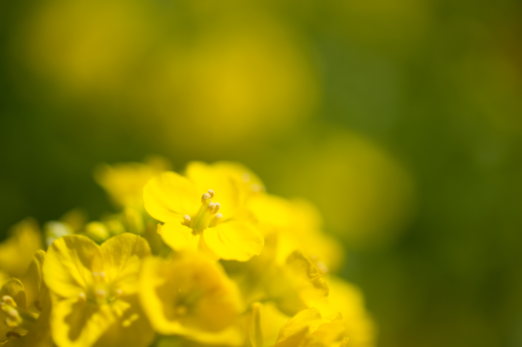 菜の花マクロ