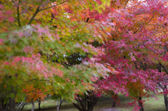 紅葉をさがして