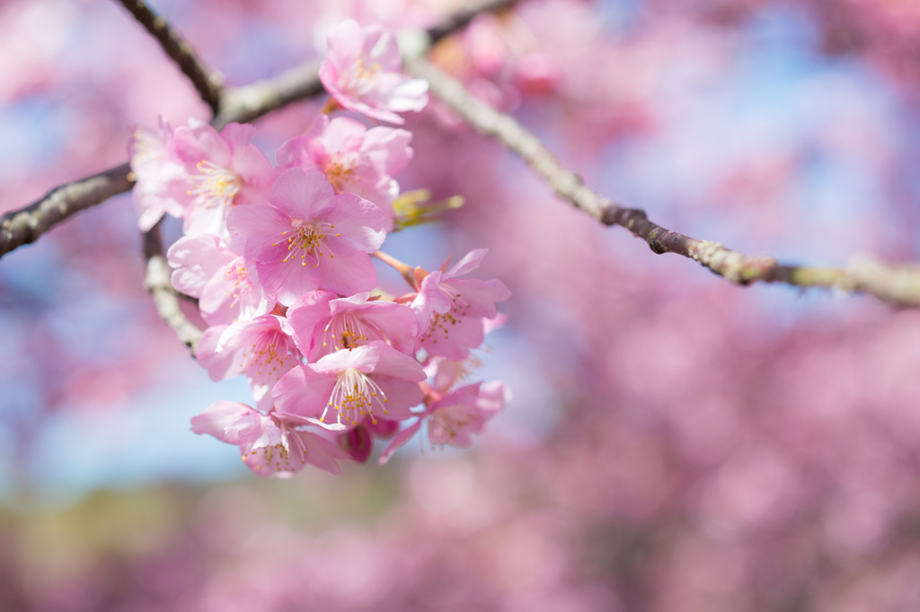 松田の河津桜