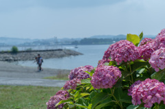 波音と紫陽花