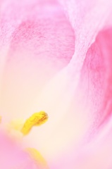 image 花